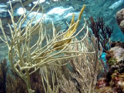 Corral Gardens Reef- Olympus SP-350 by Andrew Kubica 